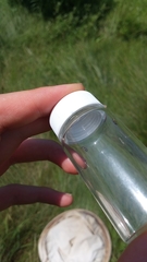 Anisosticta bitriangularis