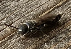 Sapygina decemguttata