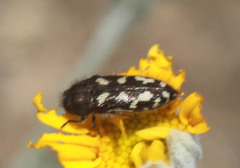 Acmaeodera