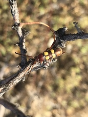 Aethecerinus latecinctus