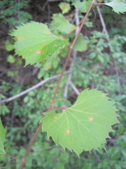 Vitis acerifolia