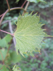 Vitis acerifolia