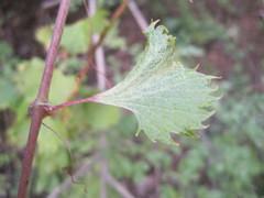 Vitis acerifolia