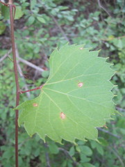 Vitis acerifolia