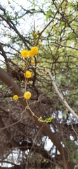 Vachellia farnesiana