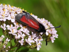 Zygaena erythrus