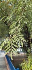 Vachellia farnesiana