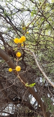 Vachellia farnesiana