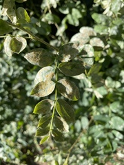 Erysiphe palczewskii