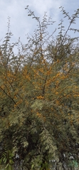 Vachellia farnesiana