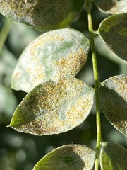 Erysiphe palczewskii