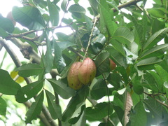 Blighia sapida