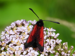 Zygaena erythrus