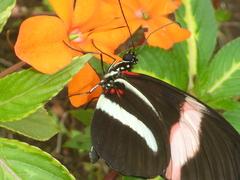 Heliconius melpomene rosina