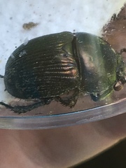 Geotrupes splendidus