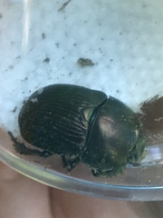 Geotrupes splendidus