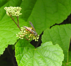 Spilomyia alcimus
