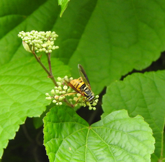 Spilomyia alcimus