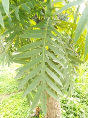 Image of Bocconia arborea