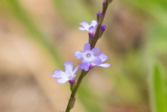 Verbena menthifolia