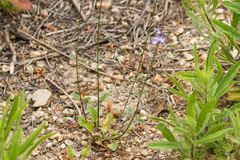 Verbena menthifolia