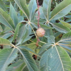 Aesculus glabra arguta