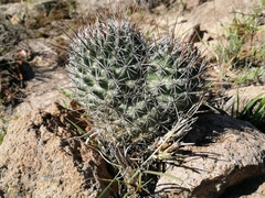 Coryphantha clavata clavata