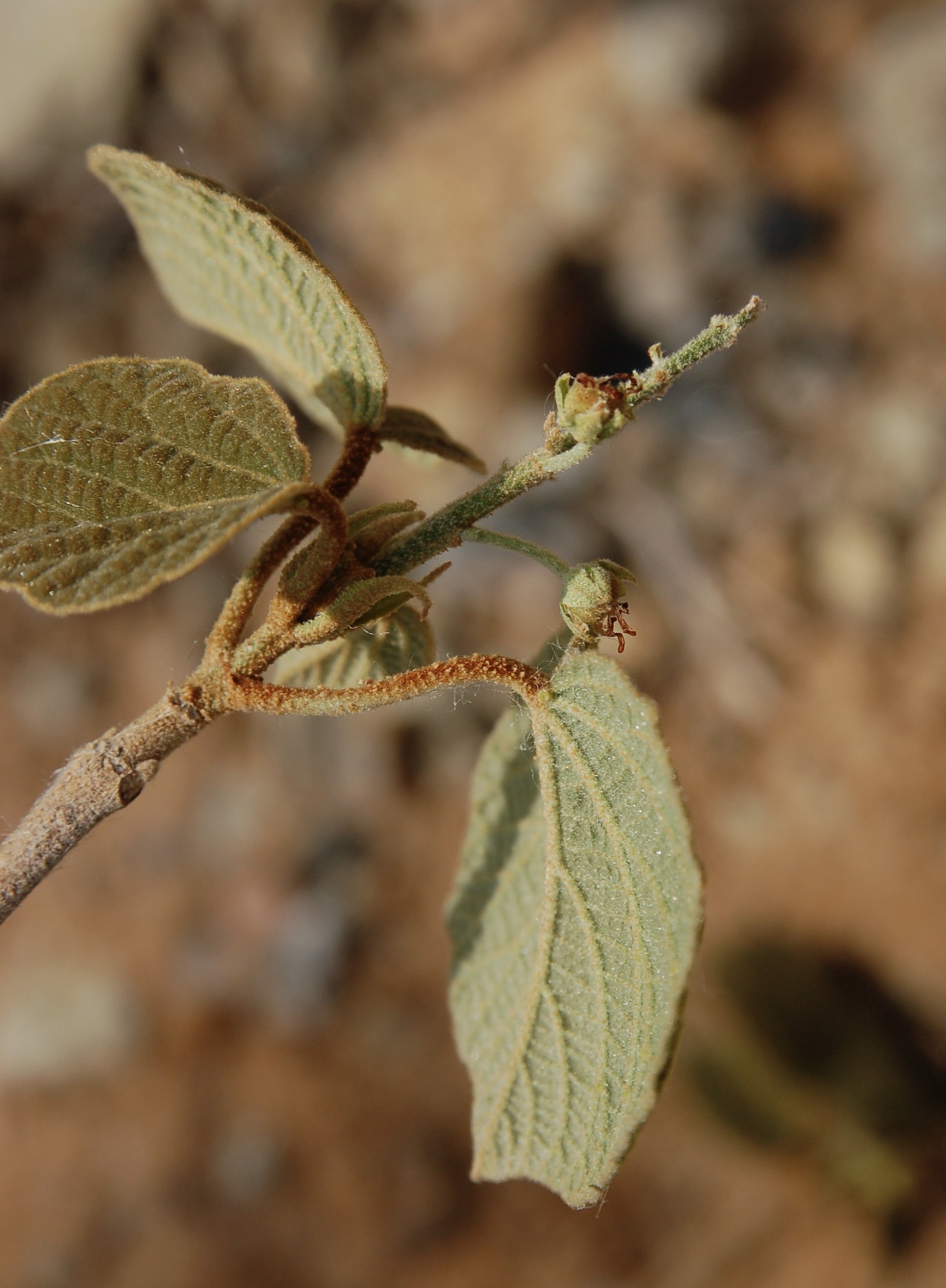 Croton crocodilorum