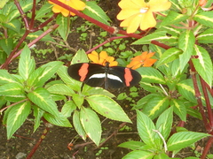 Heliconius melpomene rosina