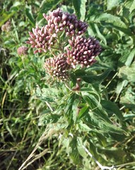 Eupatorium cannabinum