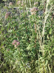 Eupatorium cannabinum