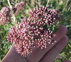 Eupatorium cannabinum