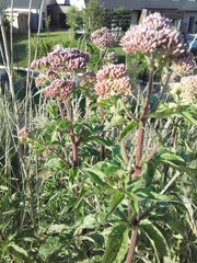 Eupatorium cannabinum