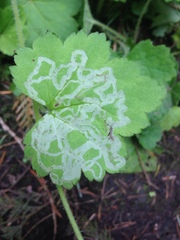 Phytomyza tiarellae