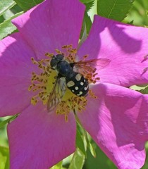 Sericomyia lata