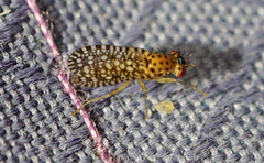 Poecilographa decora