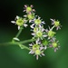 Swamp Saxifrage - Photo (c) lvconrad1977, some rights reserved (CC BY-NC), uploaded by lvconrad1977