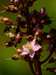 Mahurea palustris