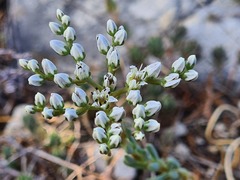 Petrosedum subulatum