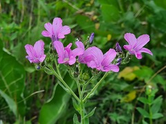 Linum hypericifolium