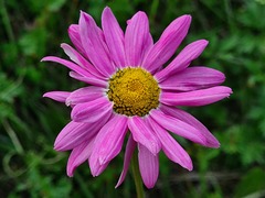 Tanacetum coccineum