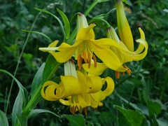 Lilium monadelphum