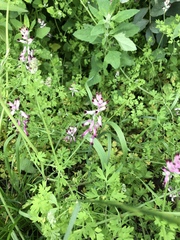 Fumaria purpurea