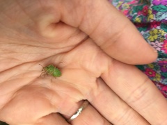 Euschistus conspersus