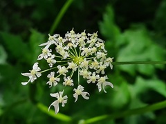Heracleum scabrum