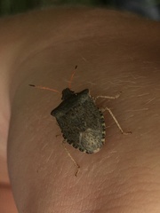 Euschistus conspersus