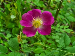 Rosa oxyodon