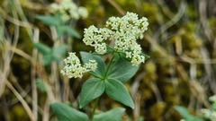 Galium valantioides