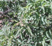 Aesculus glabra arguta