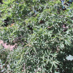 Aesculus glabra arguta